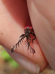 Ponyalis quadricollis