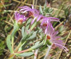 Lampranthus emarginatus
