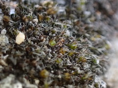 Grimmia anodon