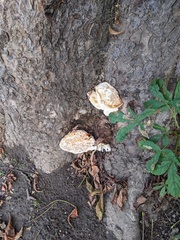 Rigidoporus ulmarius