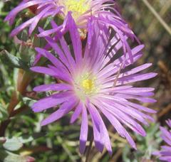 Lampranthus emarginatus