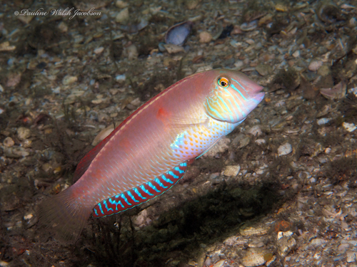 Xyrichtys novacula (Linnaeus, 1758)