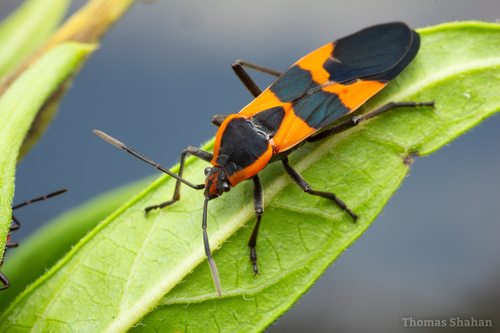 Large Milkweed Bug, photo 3 of 9