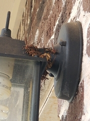 Polistes exclamans