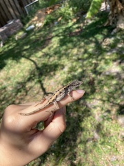 Anolis sagrei