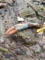 Astacoidea