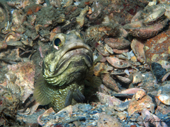 Banded Jawfish photo 2