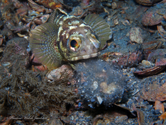 Banded Jawfish photo 3