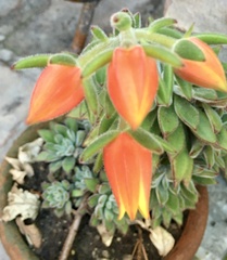 Echeveria setosa