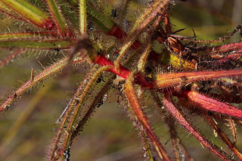 Roridula gorgonias (Roridula gorgonias)