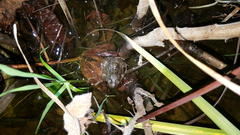 Tomopterna delalandii