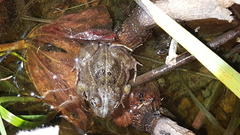 Tomopterna delalandii