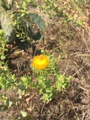 Grindelia nuda