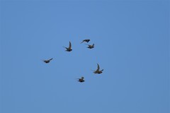 Syrrhaptes paradoxus