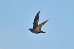 Syrrhaptes paradoxus