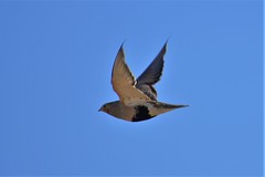 Syrrhaptes paradoxus