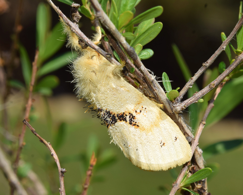 Banded Euproctis