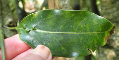 Ocotea bullata