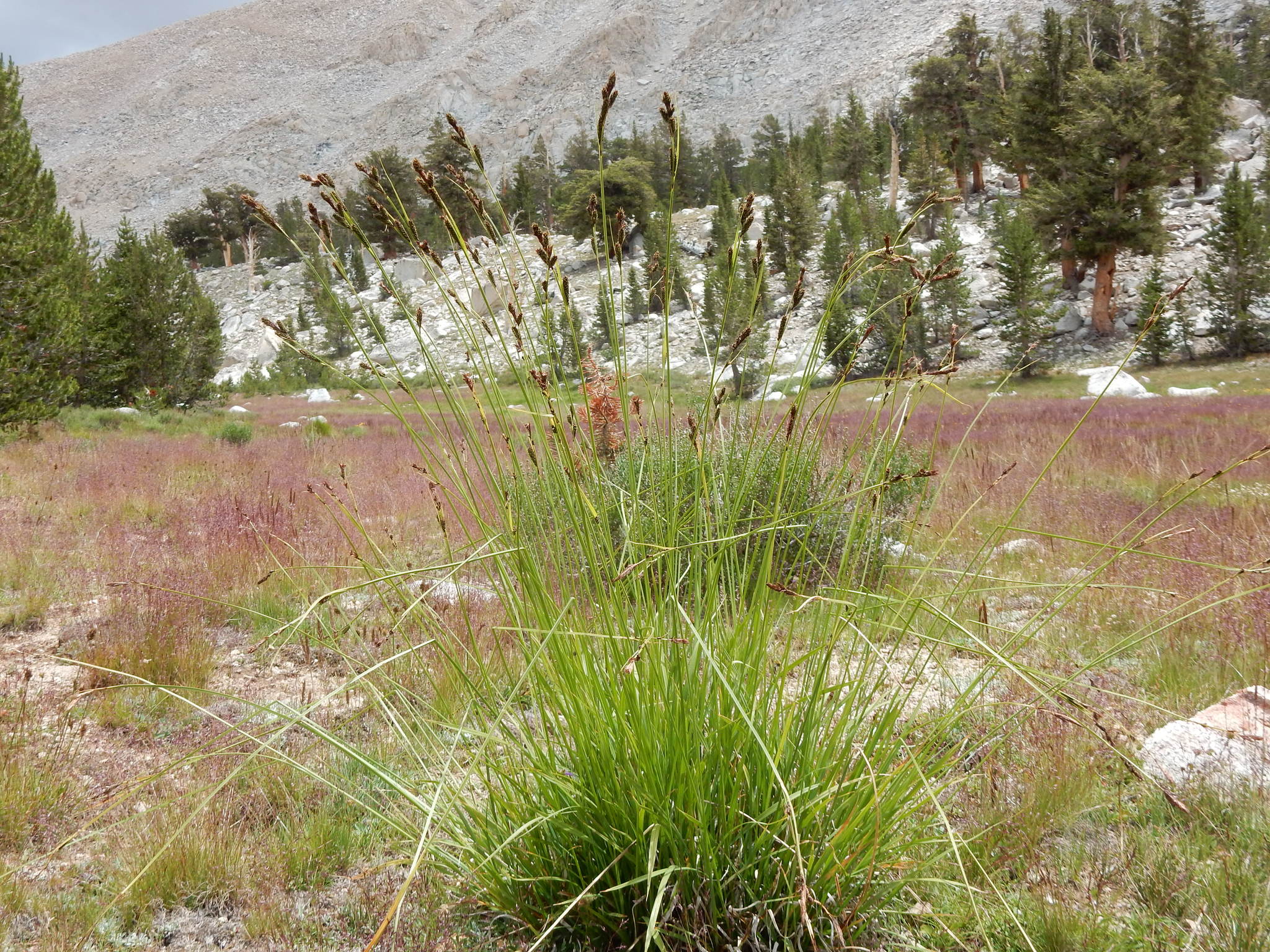 Carex heteroneura var. epapillosa