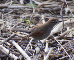 Tchagra australis australis