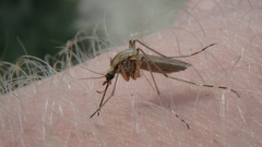 Aedes dorsalis