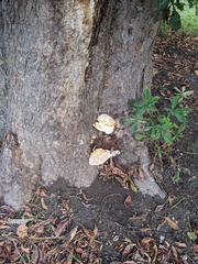 Rigidoporus ulmarius