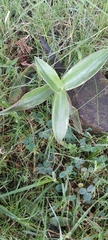 Tradescantia pallida