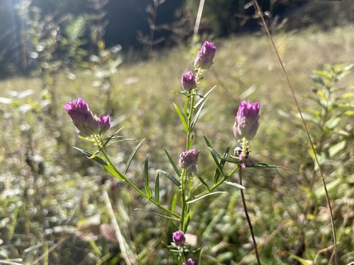 Manihot curcas (L.) Crantz 2