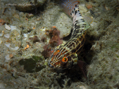 Serranus baldwini