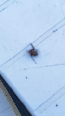 Amblyomma americanum