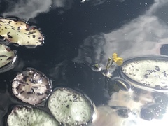 Utricularia radiata