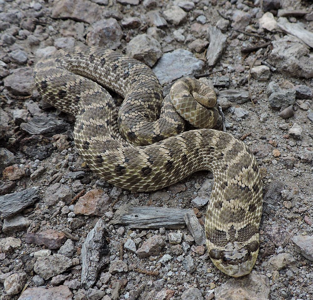 Mexican Hognose Snake in September 2015 by jimeckert49 · iNaturalist