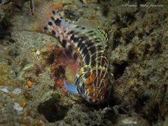 Serranus baldwini