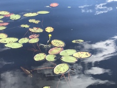 Utricularia radiata