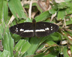 Castilia griseobasalis