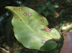 Ocotea bullata