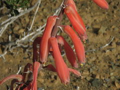 Gonialoe variegata