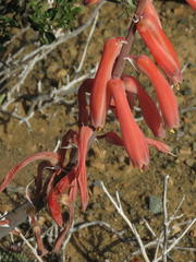 Gonialoe variegata