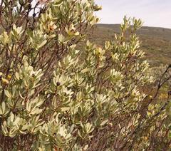 Leucadendron loranthifolium