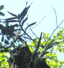 Tridactyle bicaudata bicaudata