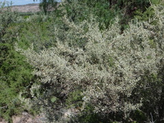 Atriplex lampa