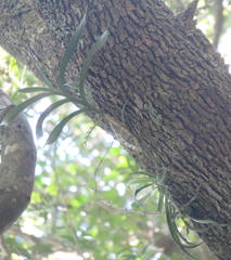 Tridactyle bicaudata bicaudata