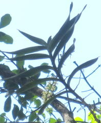 Tridactyle bicaudata bicaudata
