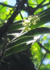 Tridactyle bicaudata bicaudata
