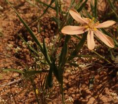 Moraea nana