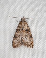 Nola euraphes