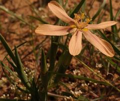 Moraea nana
