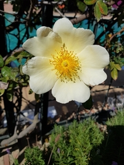 Rosa