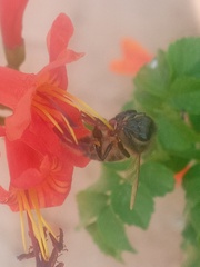 Apis mellifera