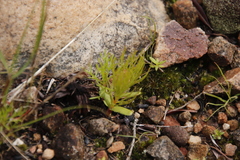 Serruria florida